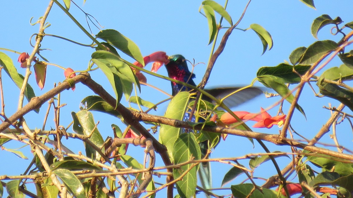 Blaubartkolibri - ML609947779