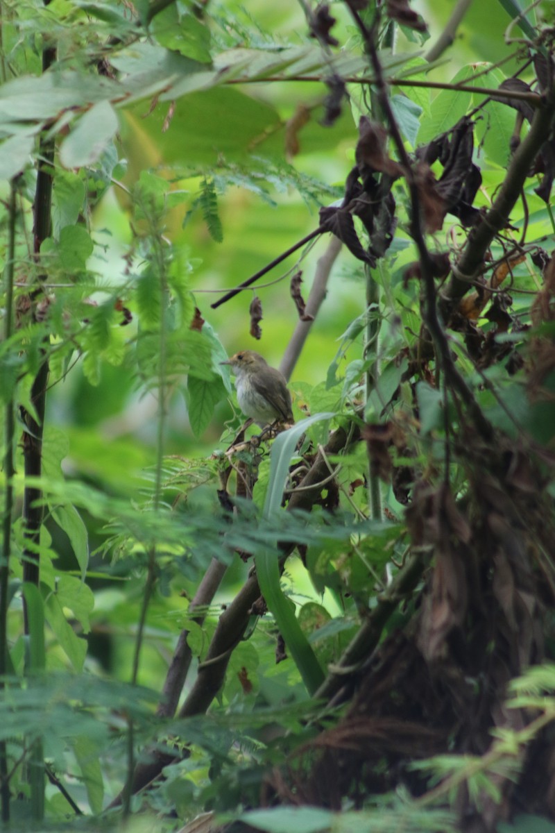 Fulvous-faced Scrub-Tyrant - ML609947820
