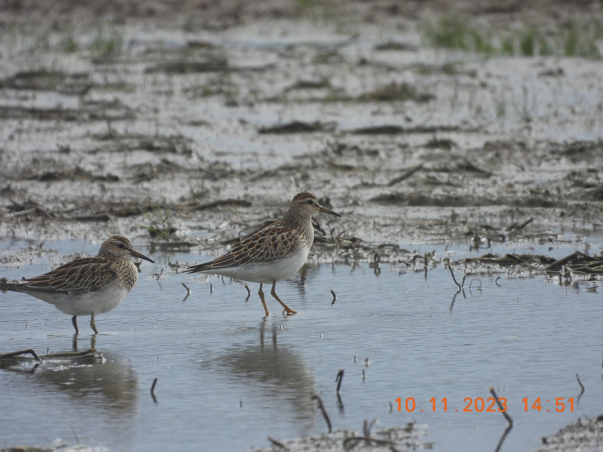 Pectoral Sandpiper - ML609947835