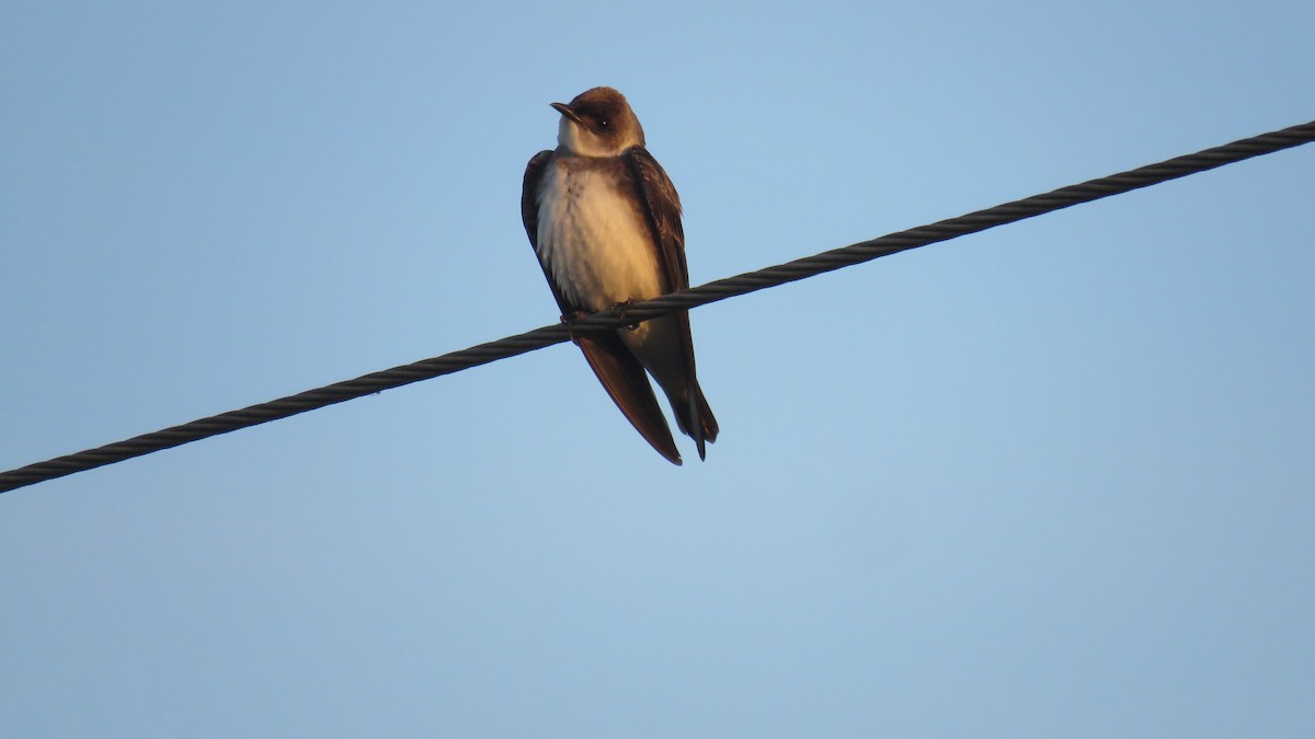 Brown-chested Martin - Anonymous