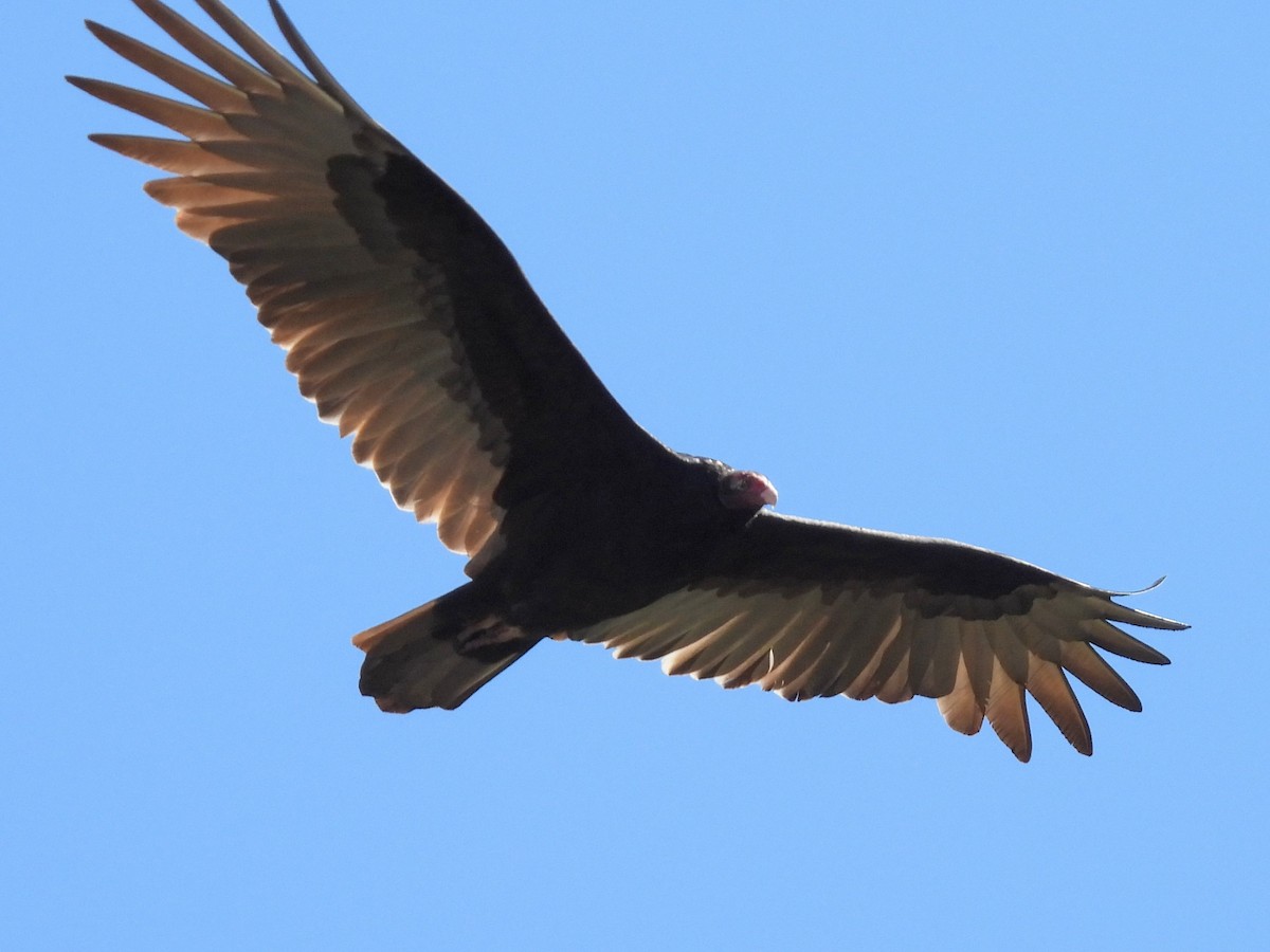 Turkey Vulture - ML609947866
