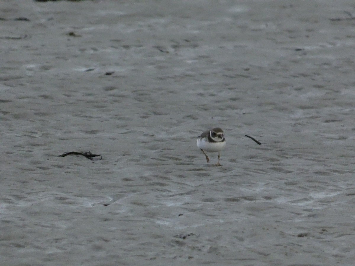Semipalmated Plover - ML609947909