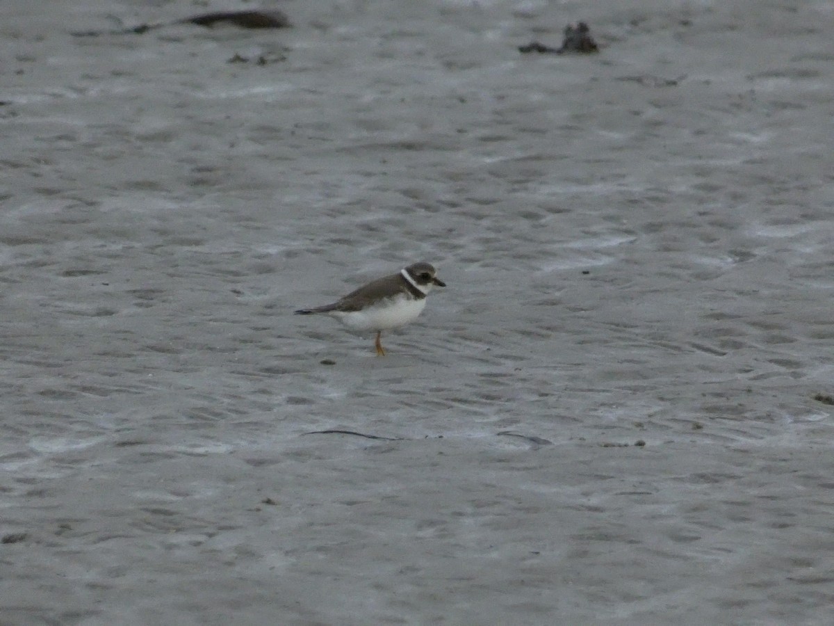 Semipalmated Plover - ML609947910