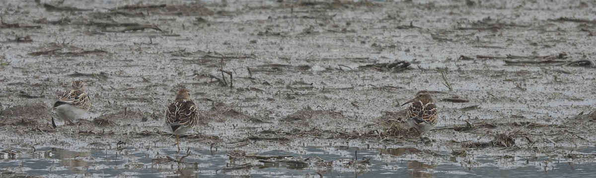 Pectoral Sandpiper - ML609947922