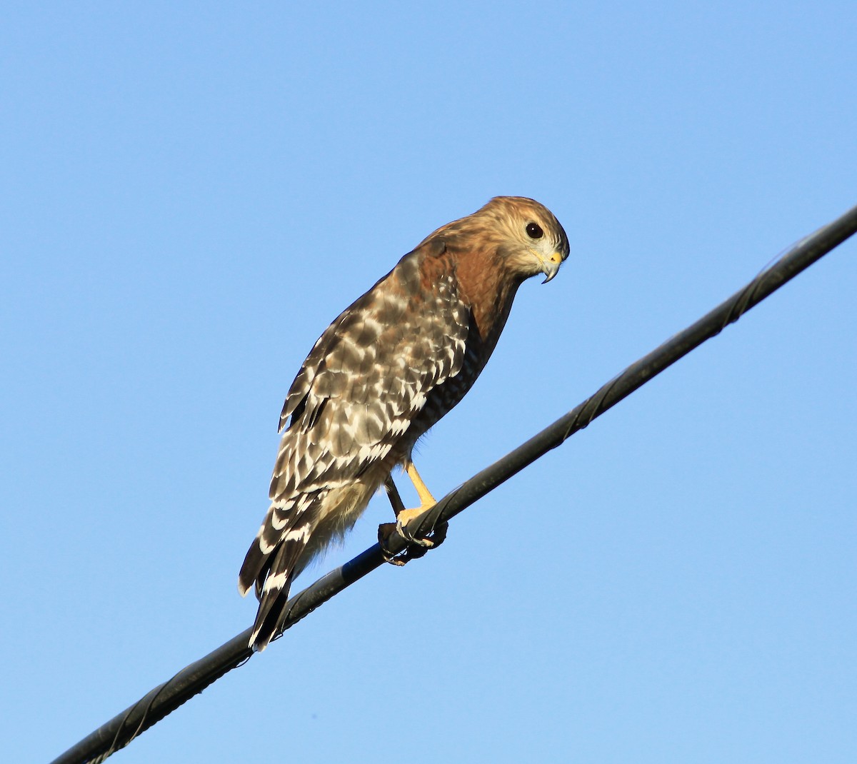 Red-shouldered Hawk - ML609947940