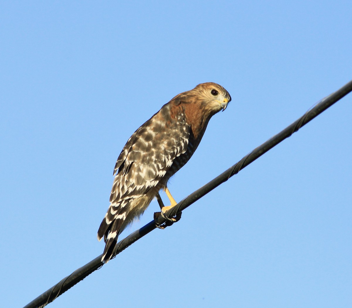 Red-shouldered Hawk - ML609947947