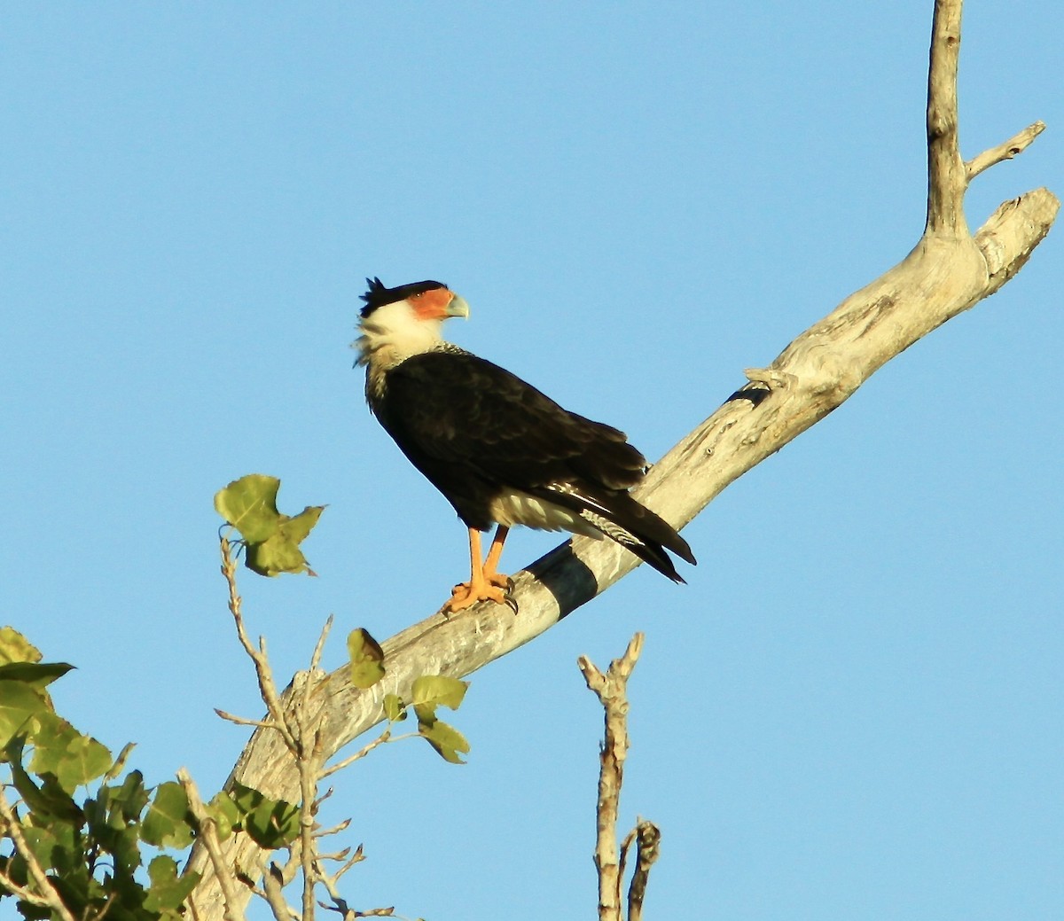 Crested Caracara - ML609947970