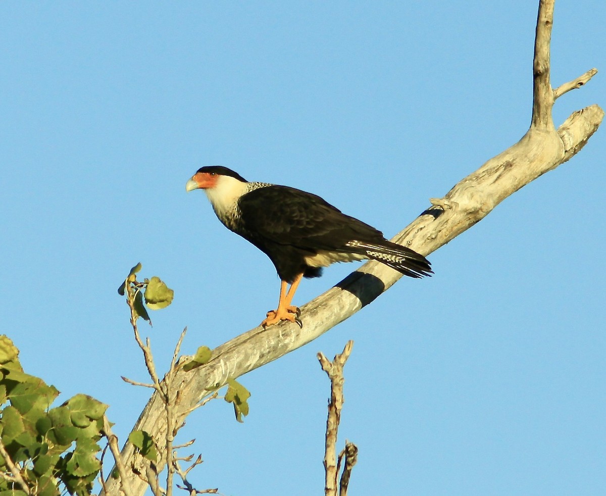 Crested Caracara - ML609947974