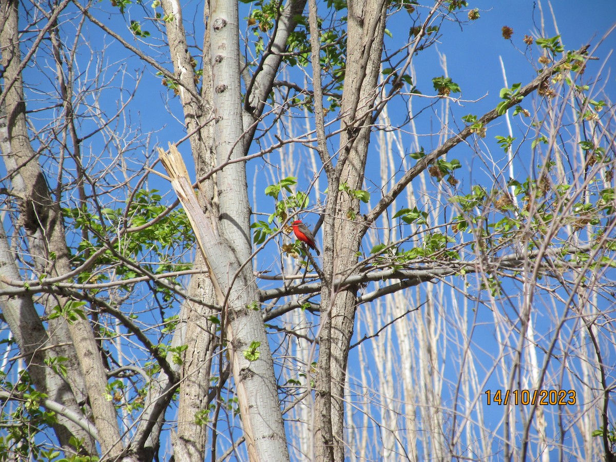 Vermilion Flycatcher - ML609947999