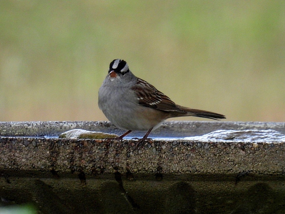 White-crowned Sparrow - ML609948061