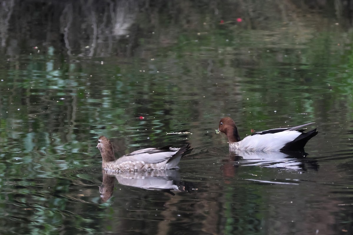 Canard à crinière - ML609948075