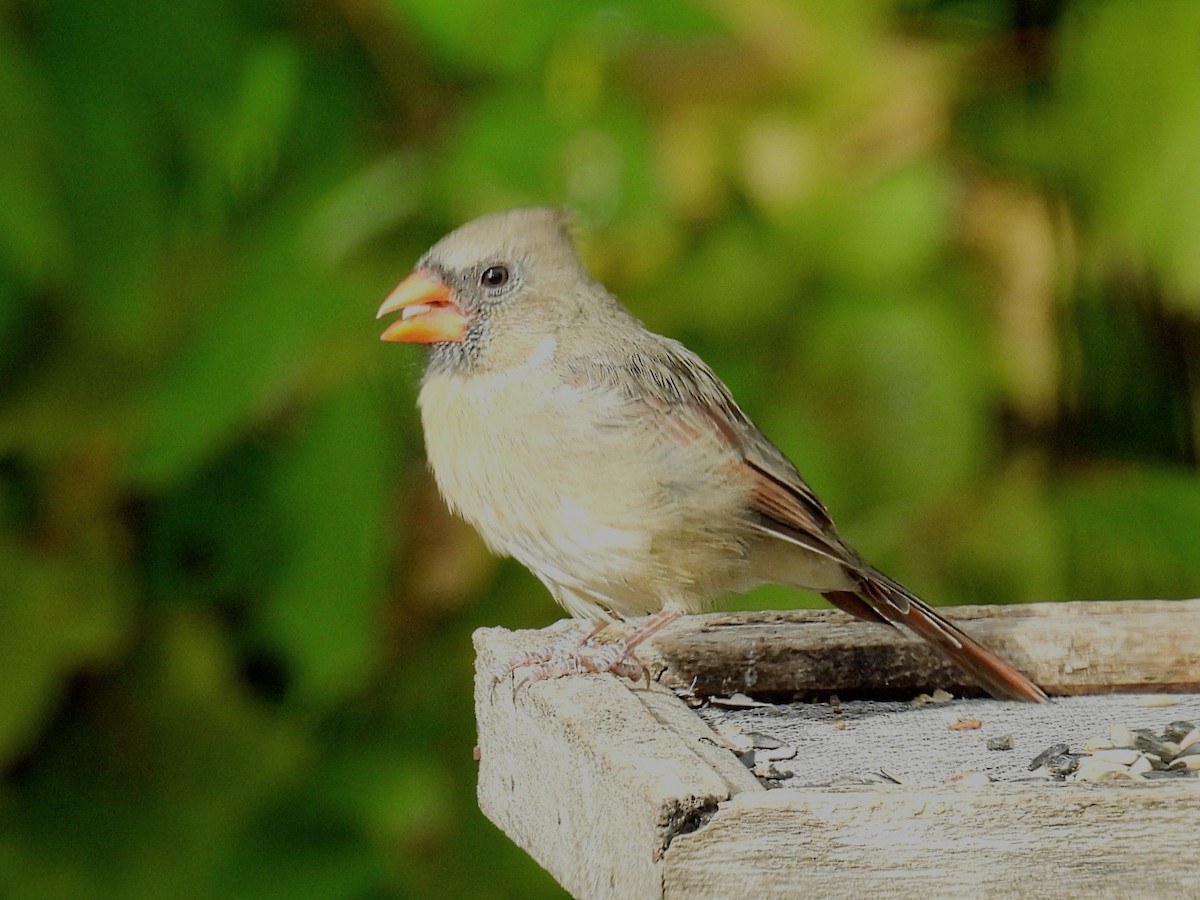 Northern Cardinal - ML609948234