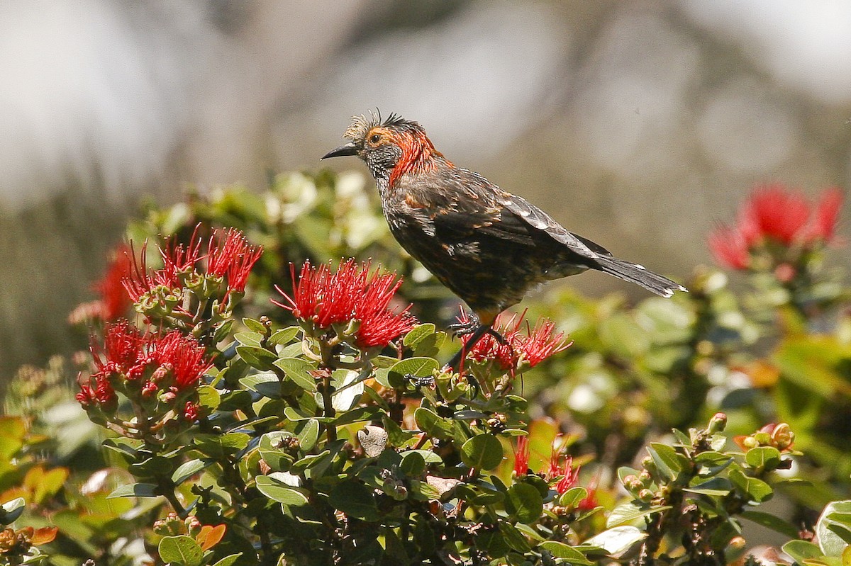 Haubenkleidervogel - ML609948257