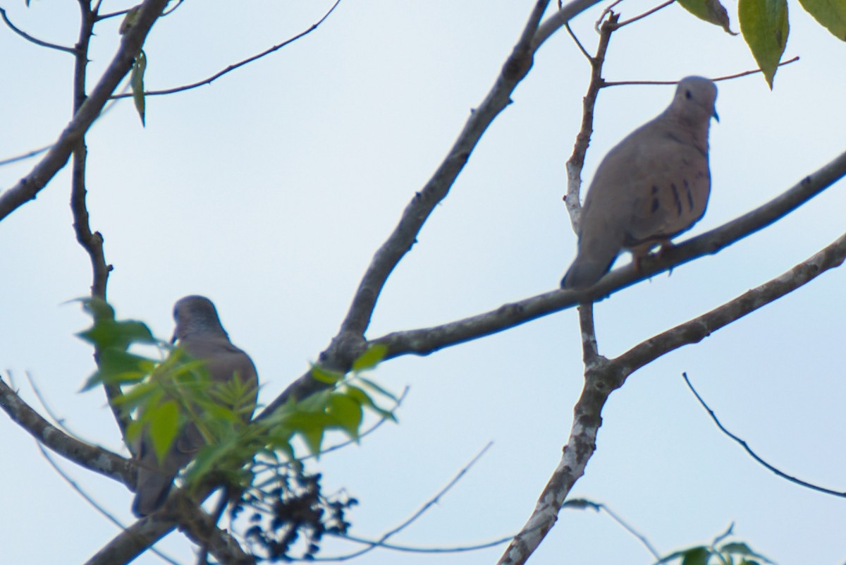 Common Ground Dove - ML609948261