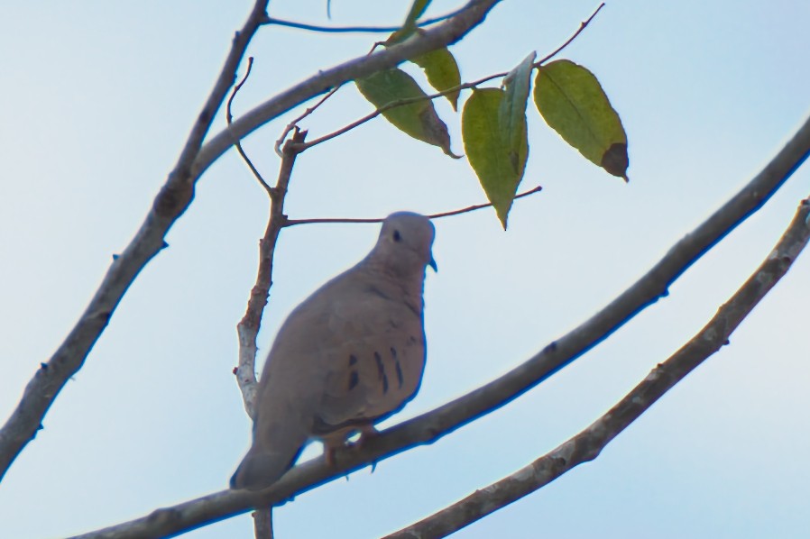 Common Ground Dove - ML609948268