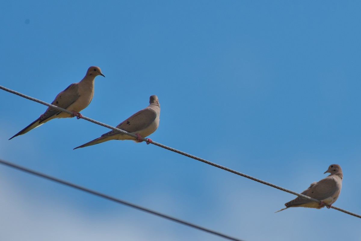 Mourning Dove - ML609948277