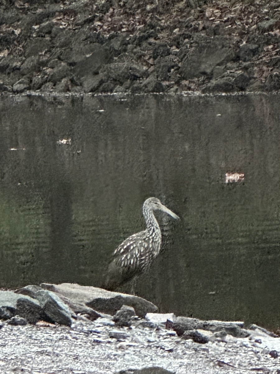 Limpkin - John Anderson