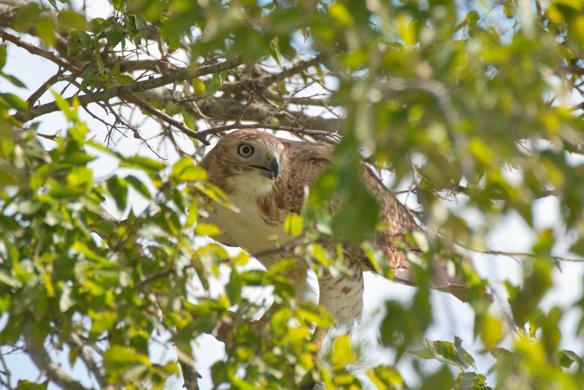 Red-tailed Hawk - ML609948394