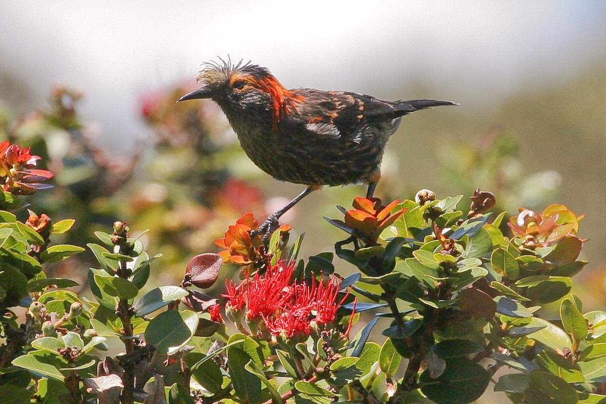 Haubenkleidervogel - ML609948402