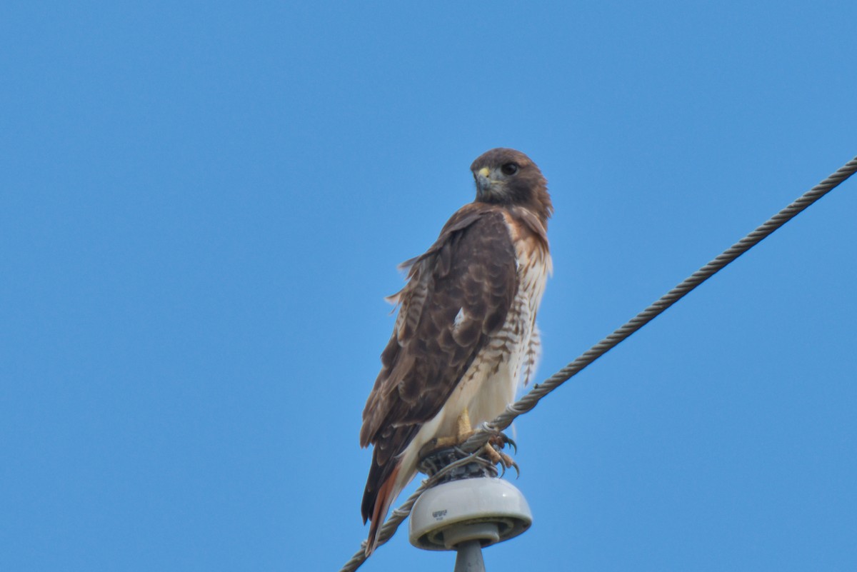 Red-tailed Hawk - ML609948412