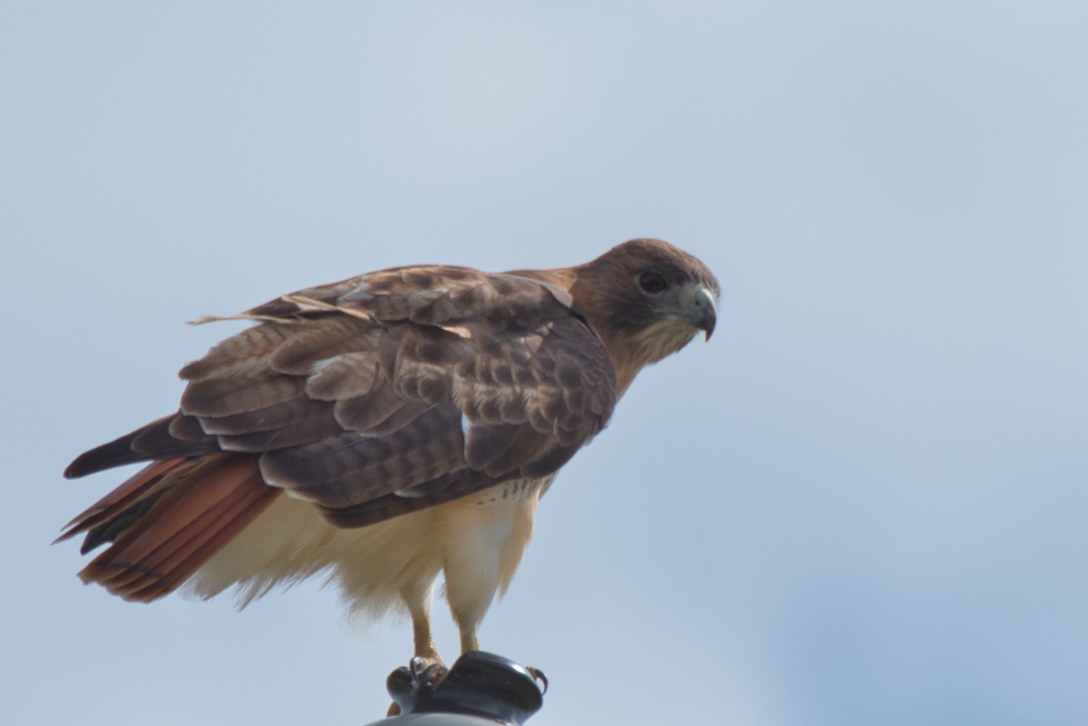 Red-tailed Hawk - ML609948432