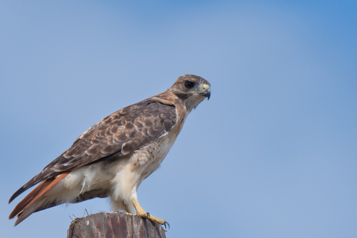 Red-tailed Hawk - ML609948448