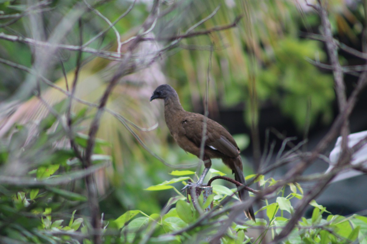 Plain Chachalaca - ML609948562