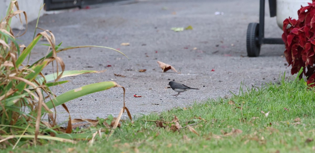 Yellow-rumped Warbler - ML609948574