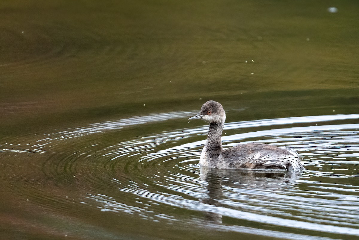 Eared Grebe - Garland Kitts