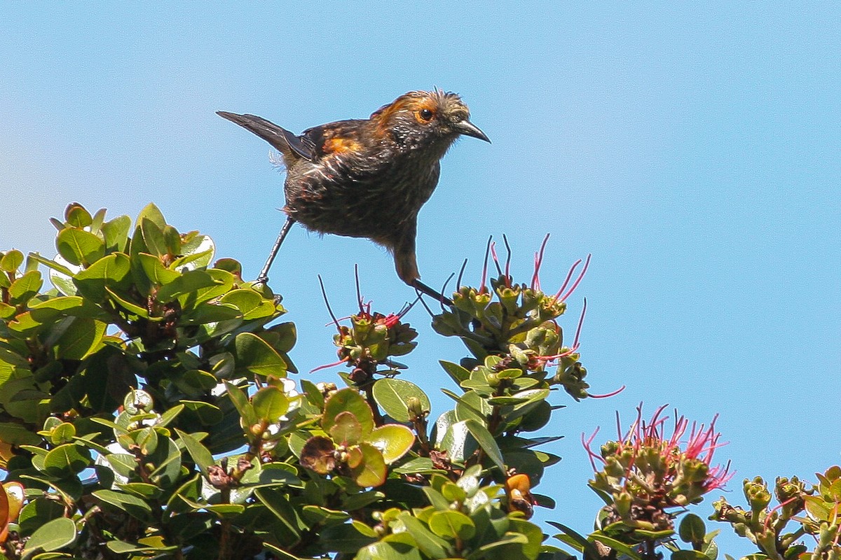 Haubenkleidervogel - ML609948699