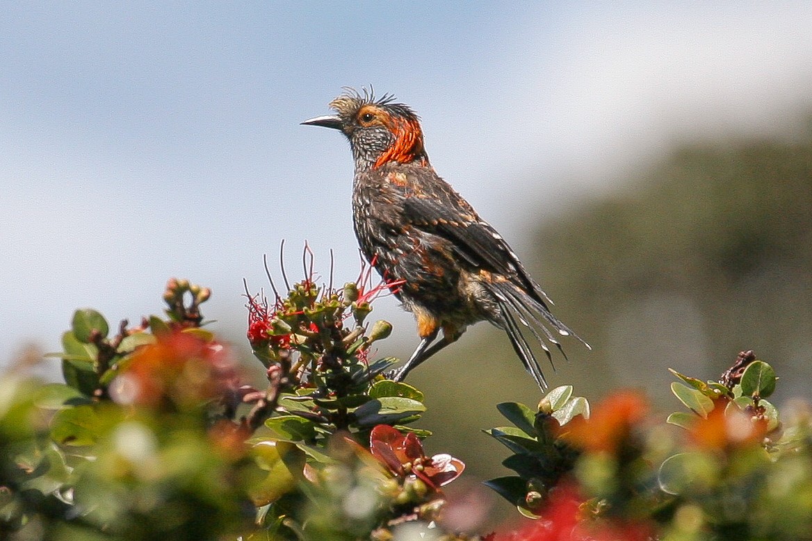 Haubenkleidervogel - ML609948750