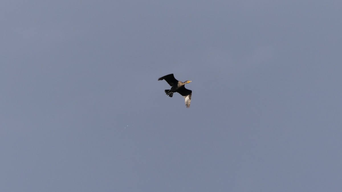 Double-crested Cormorant - ML609948769