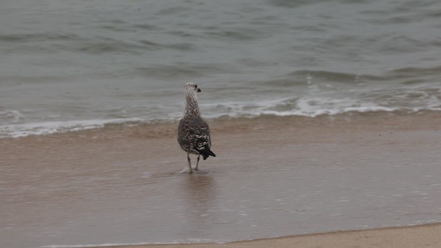 Lesser Black-backed Gull - ML609948779