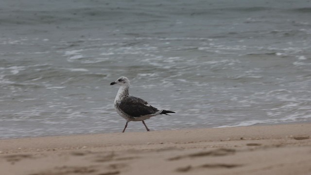 Lesser Black-backed Gull - ML609948780