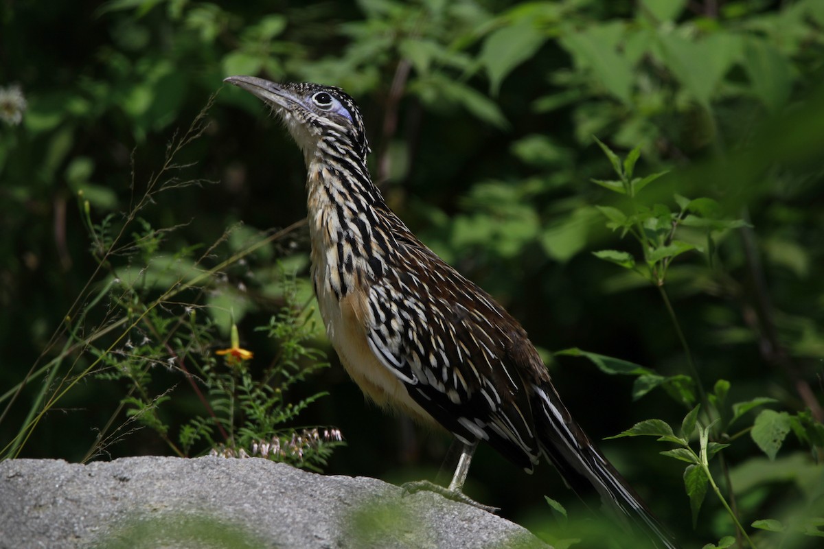 Lesser Roadrunner - ML609948819