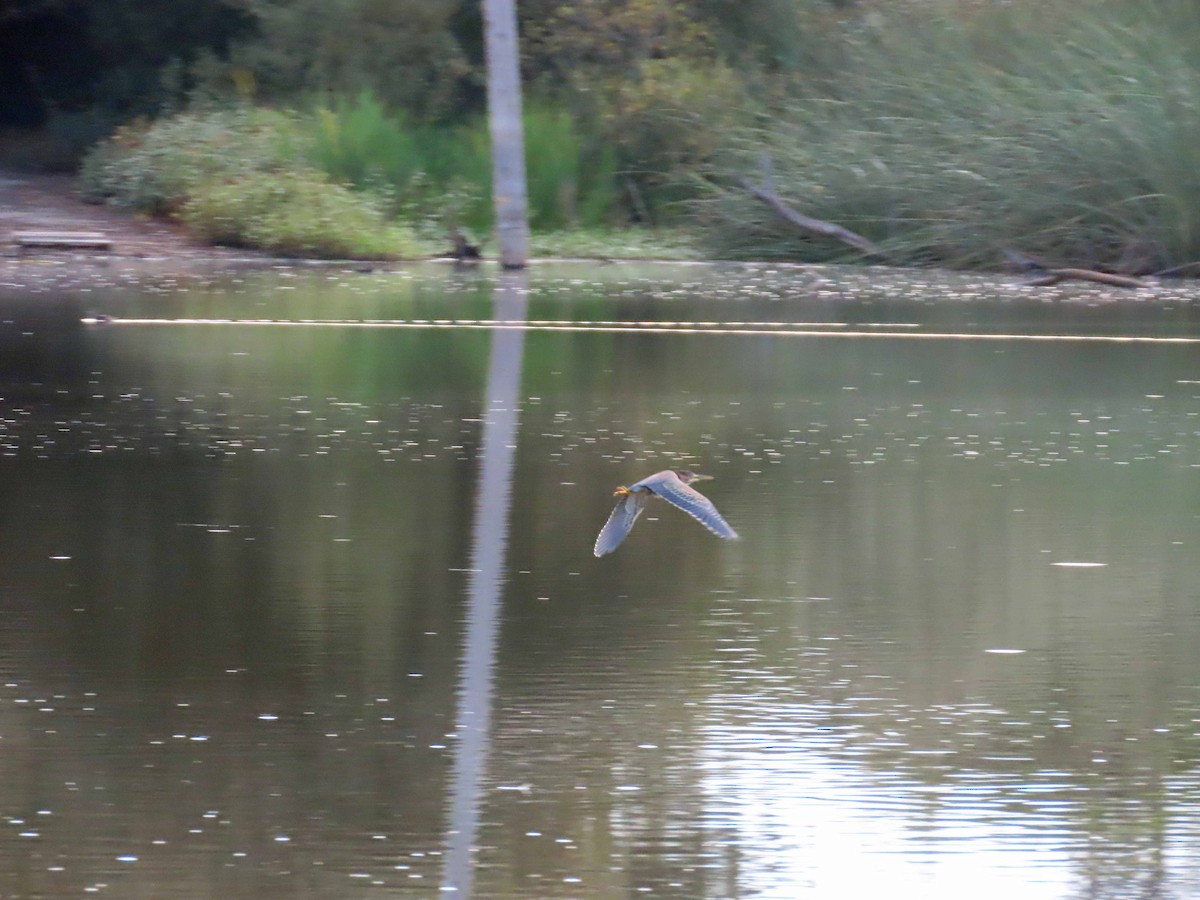 Green Heron - ML609948856