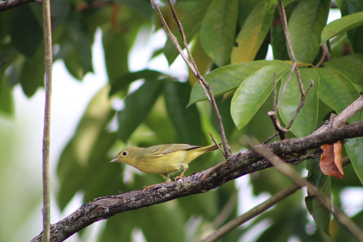 Yellow Warbler - ML609948863