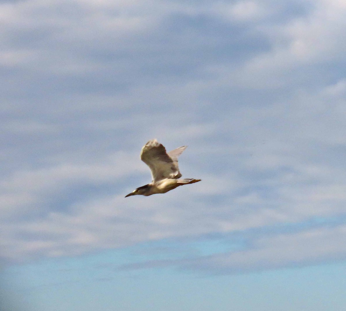 Black-crowned Night Heron - ML609948865