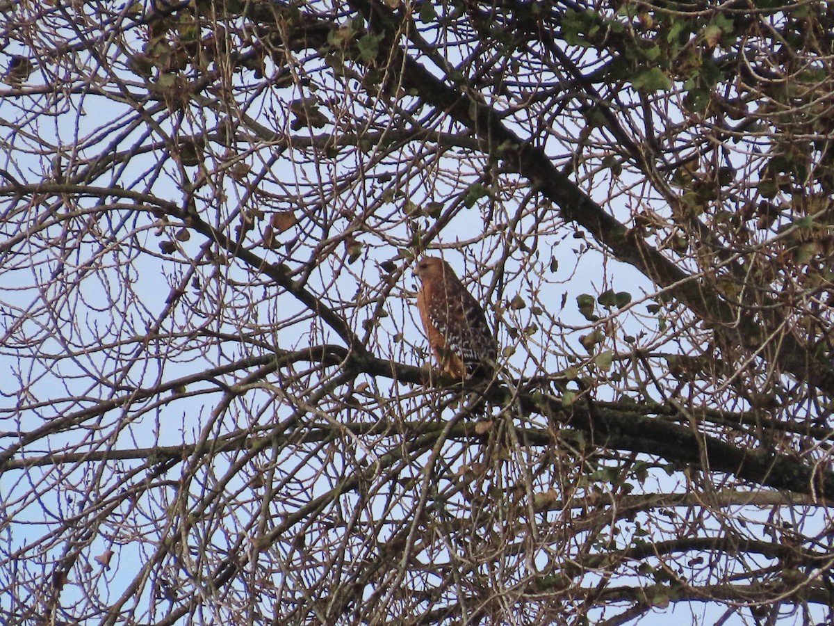 Red-shouldered Hawk - ML609948881