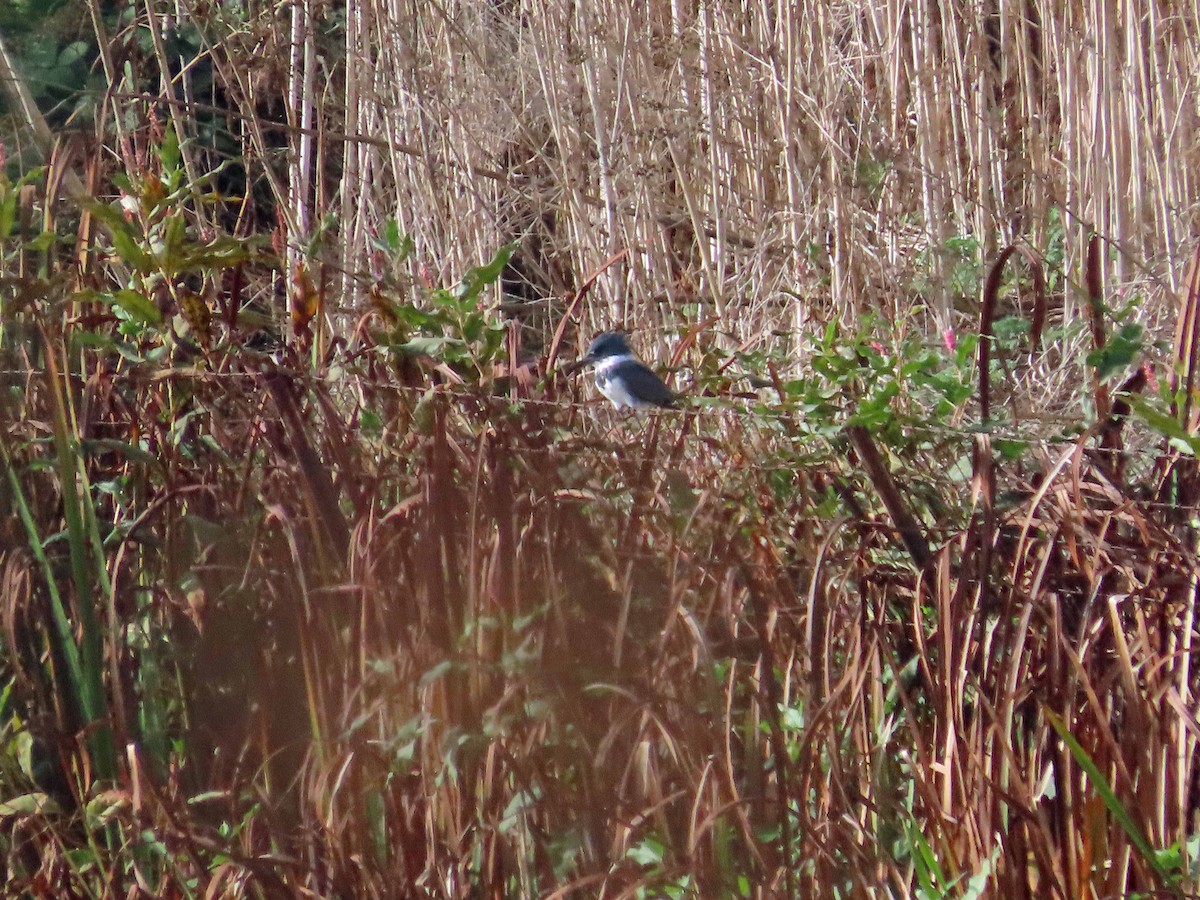 Belted Kingfisher - ML609948889