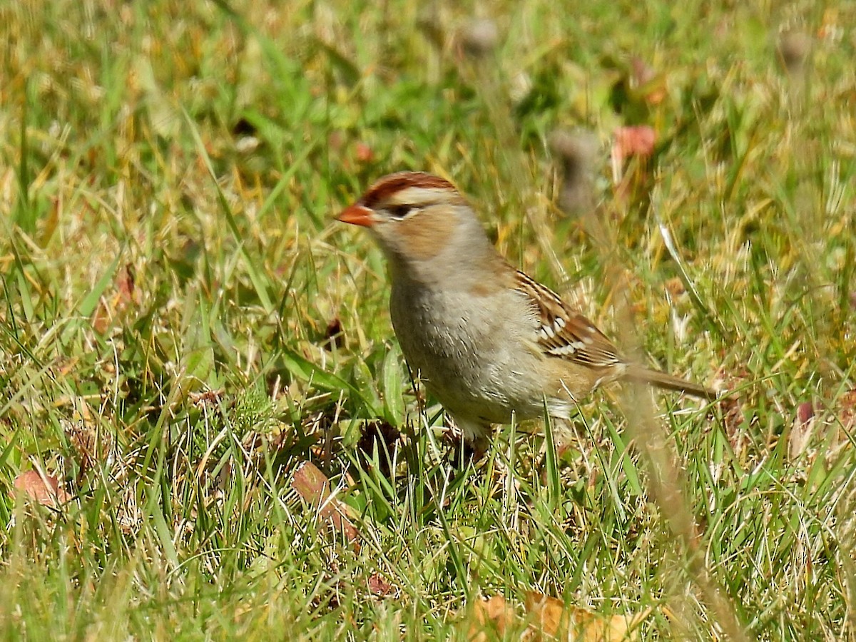 White-crowned Sparrow - ML609948958