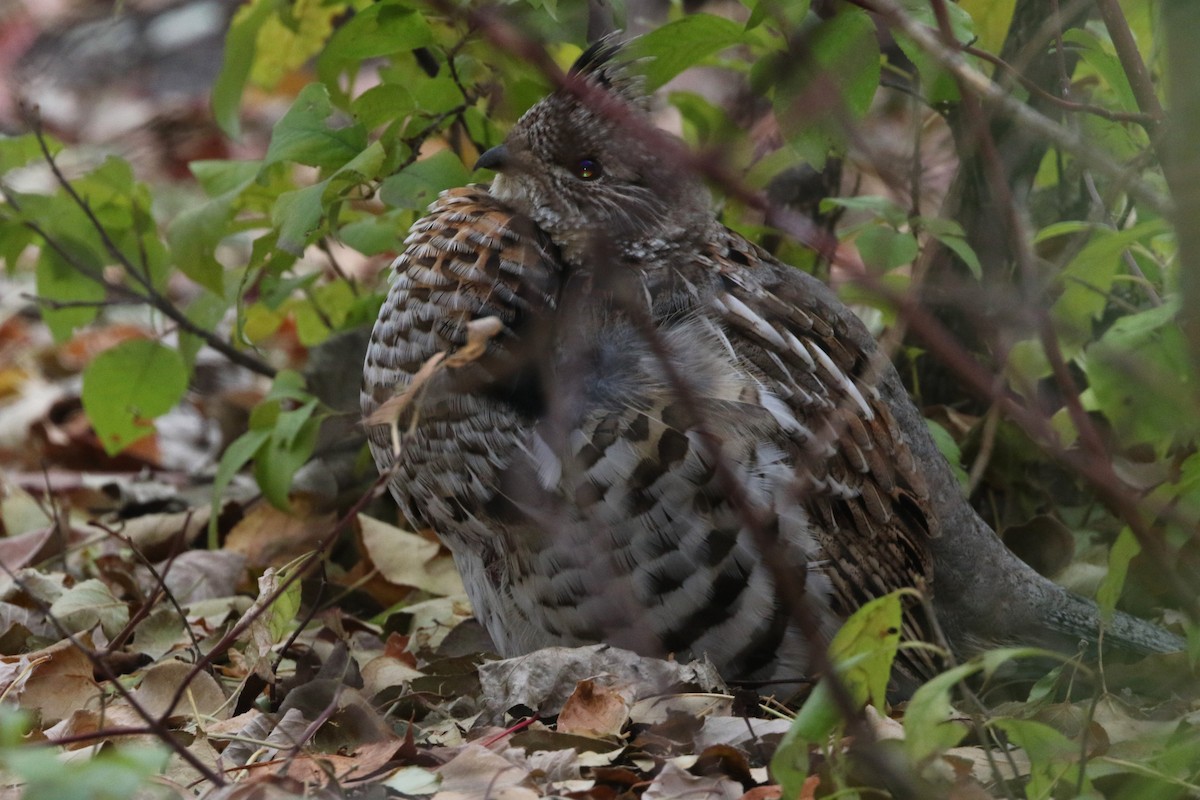 Ruffed Grouse - Don Weidl