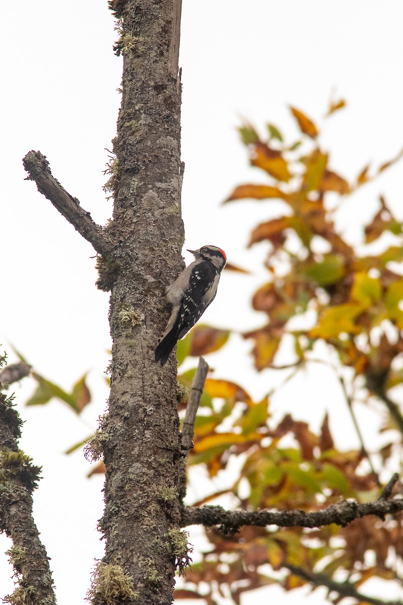 Downy Woodpecker - ML609949047