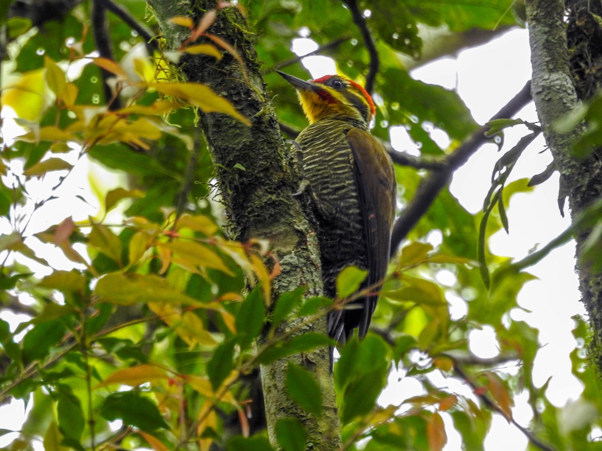 White-browed Woodpecker - ML609949057