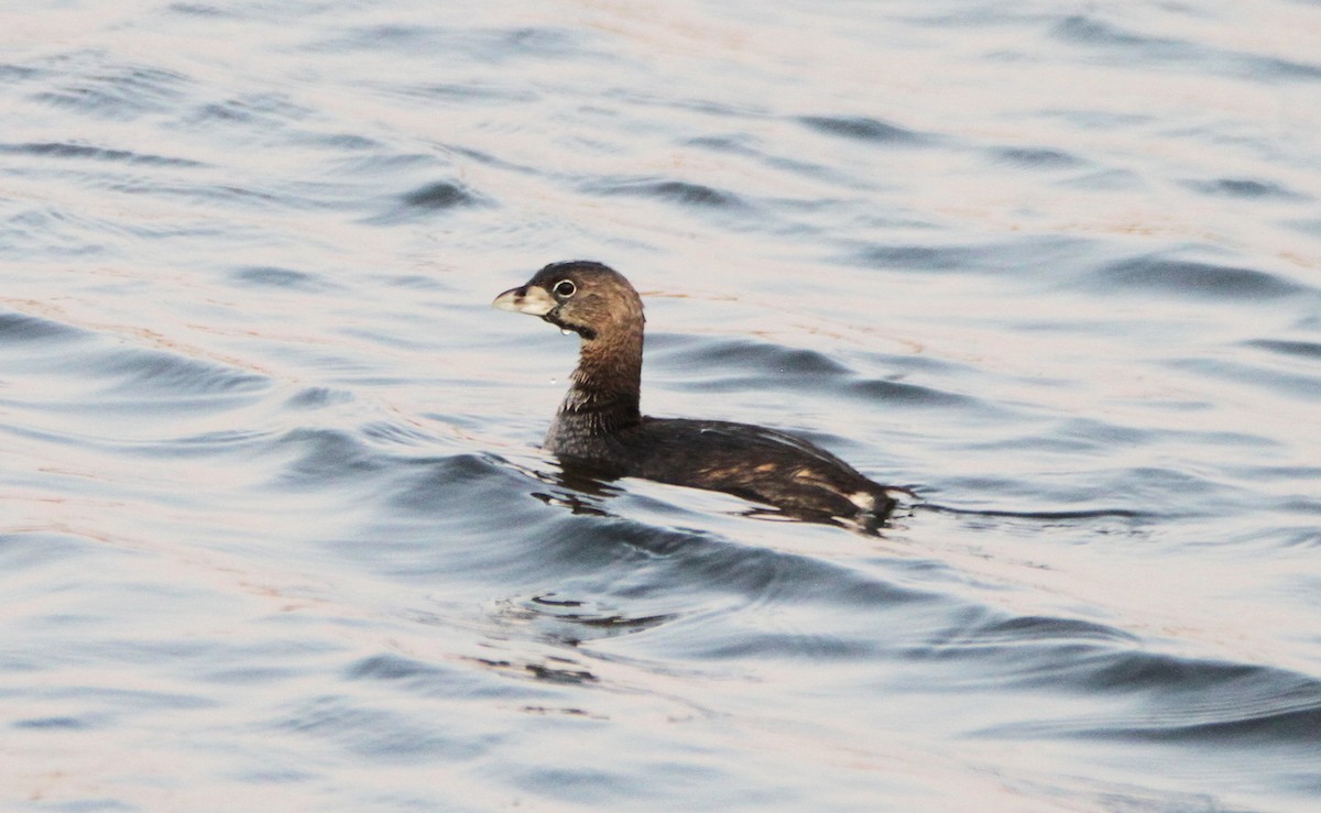 Pied-billed Grebe - ML609949161