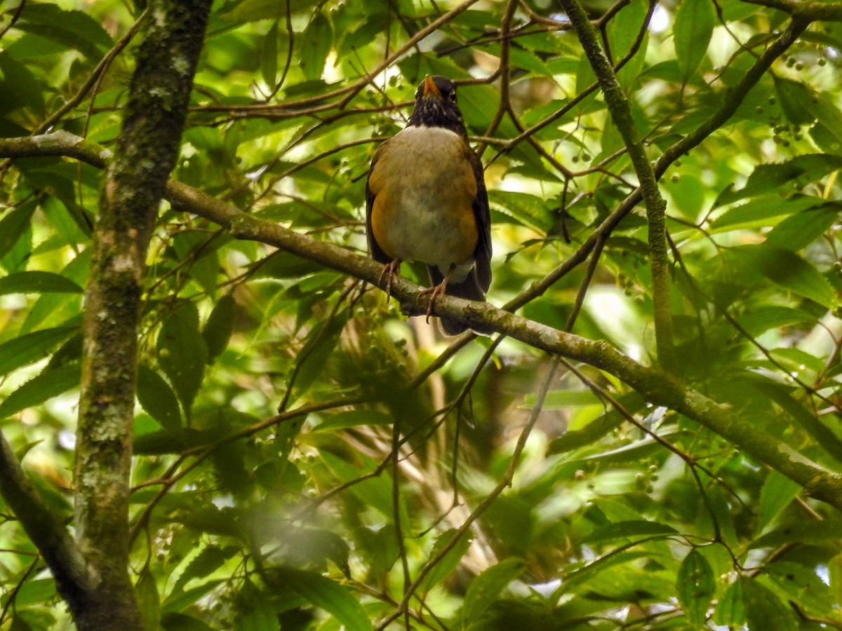 White-necked Thrush - ML609949201