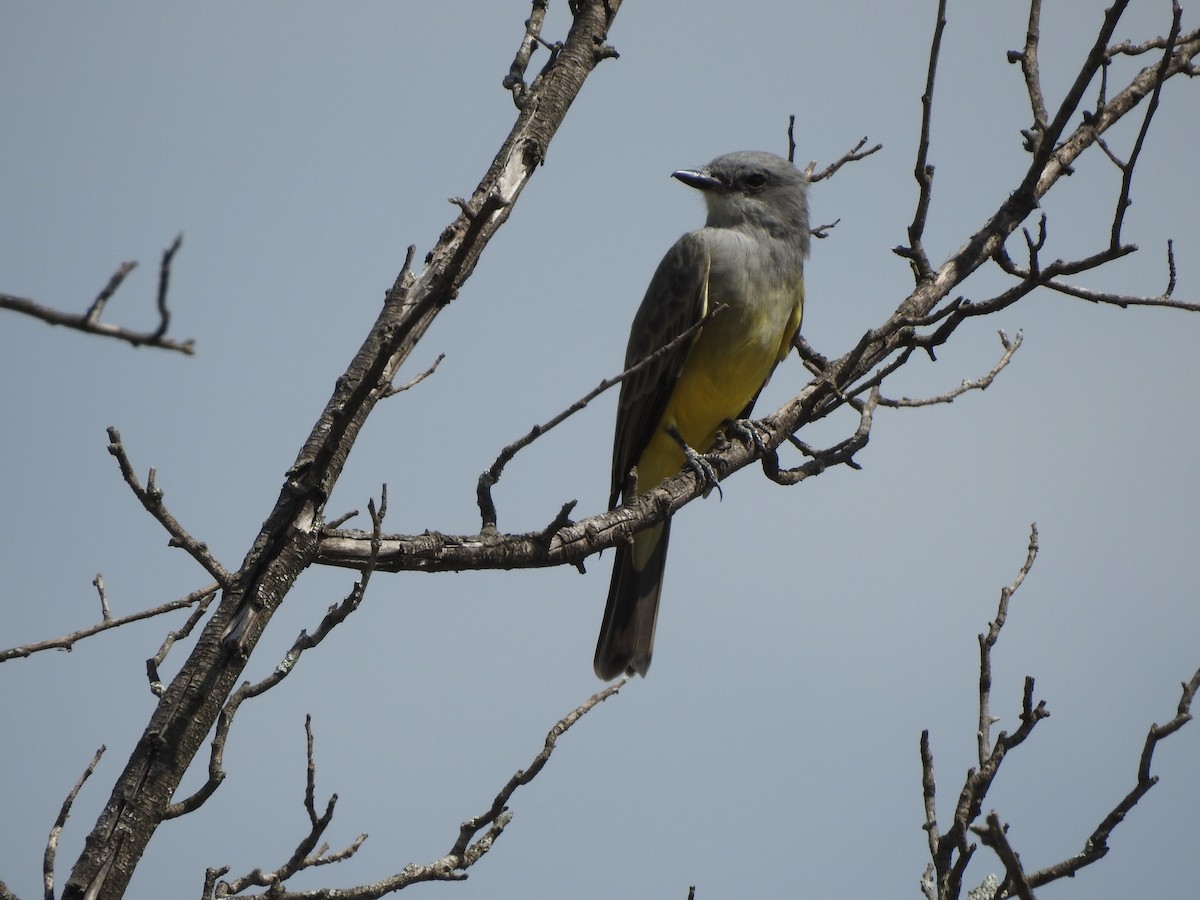 Tropical Kingbird - ML609949203