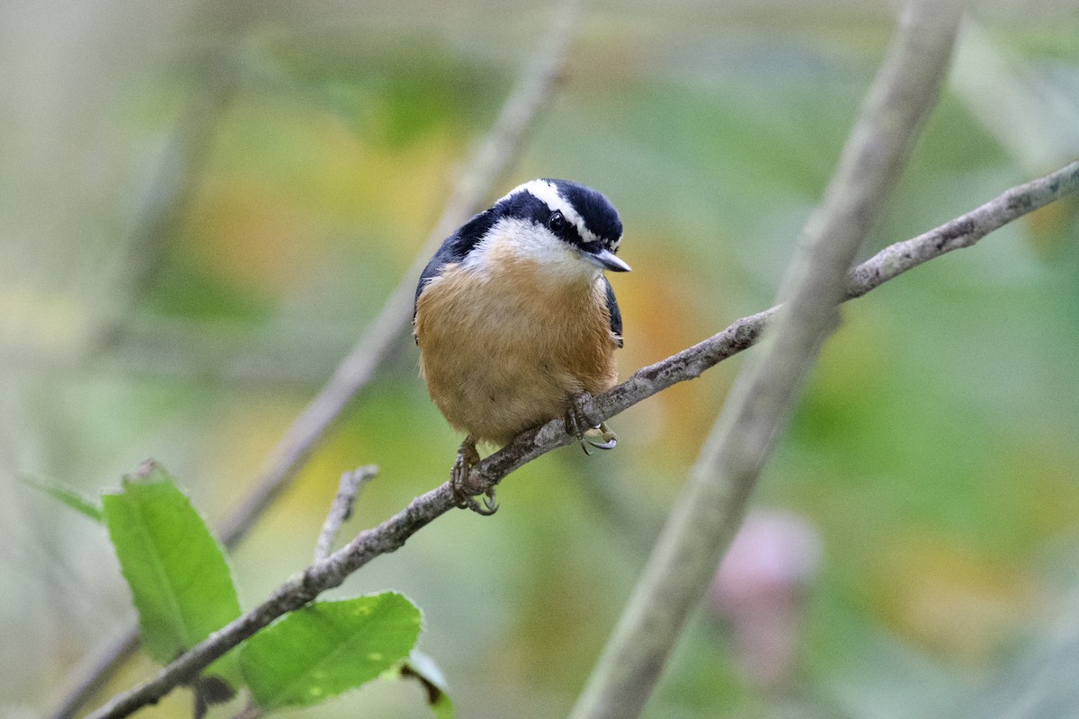 Red-breasted Nuthatch - ML609949324