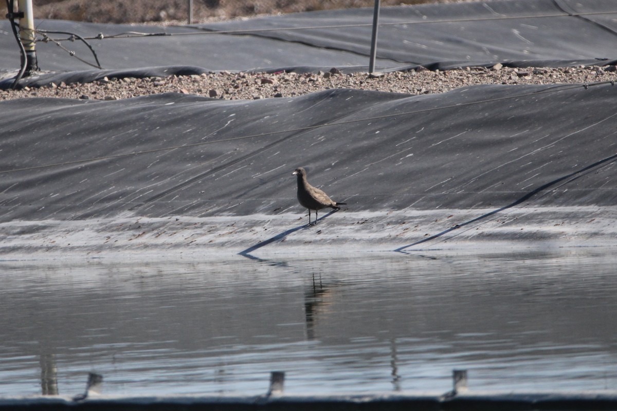 Heermann's Gull - ML609949368