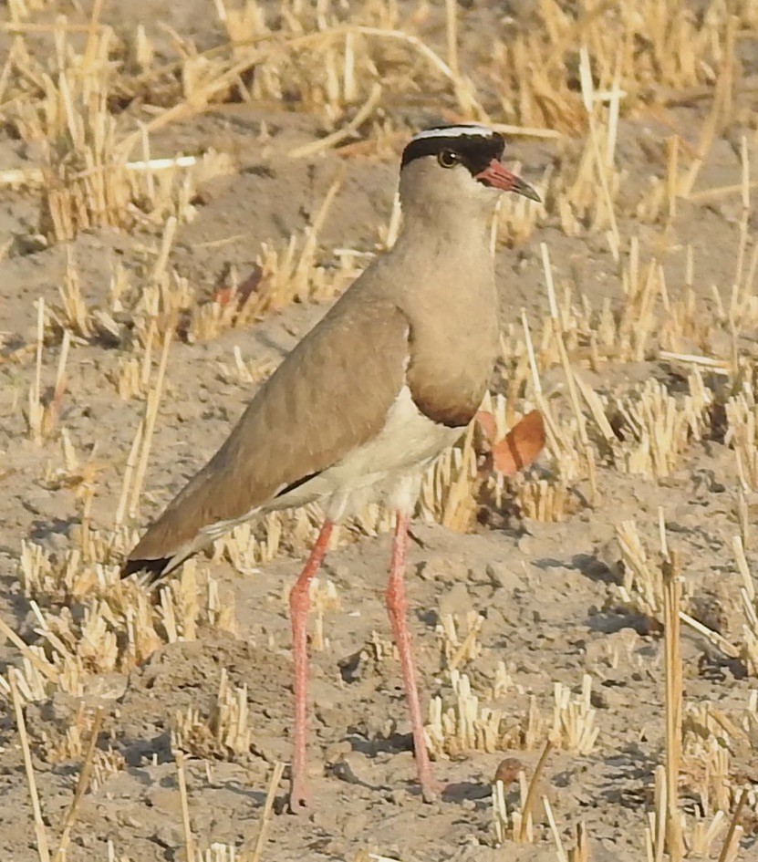 Crowned Lapwing - ML609949369